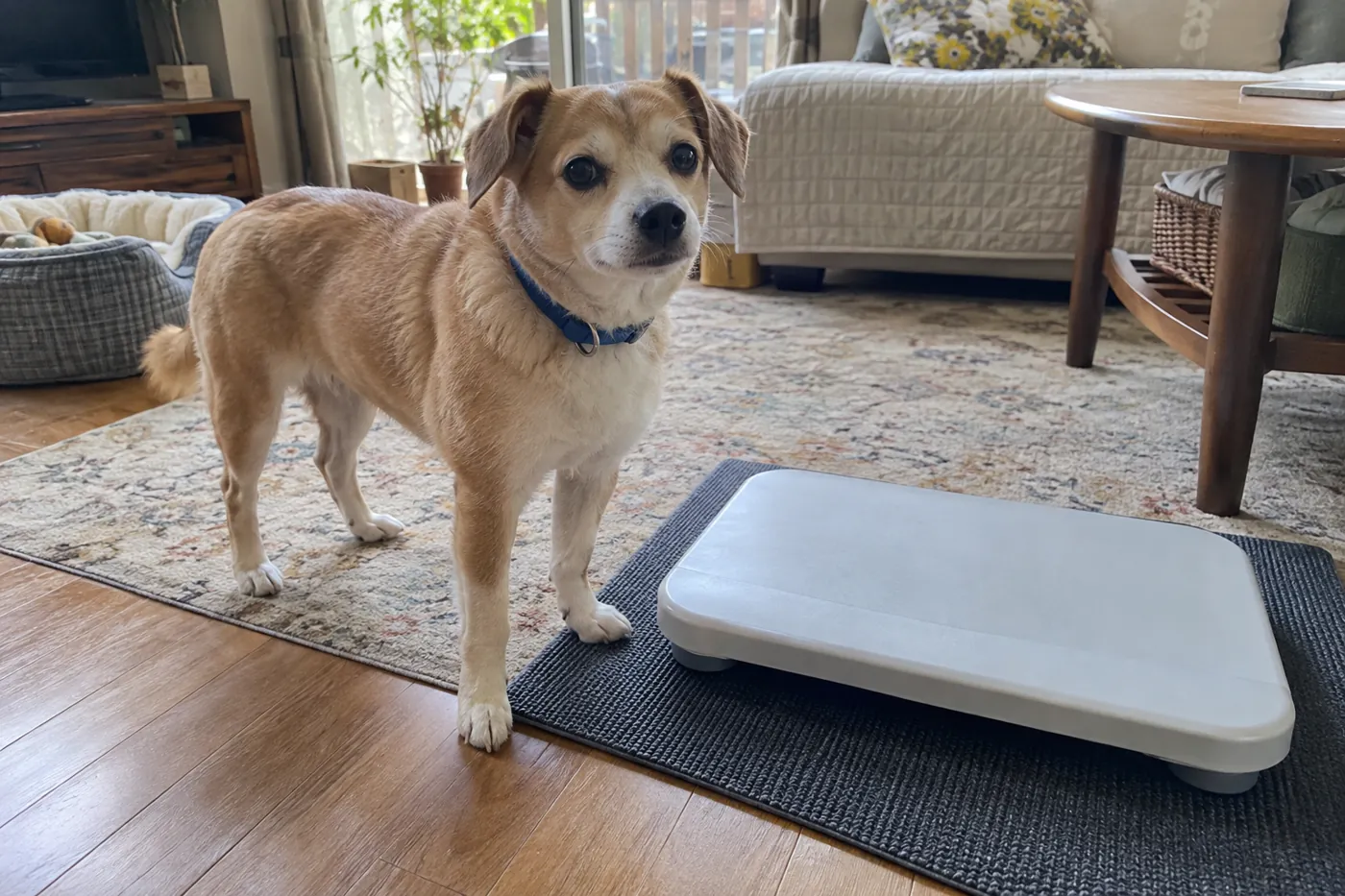 青い首輪をつけた茶色の犬が家庭の床置き体重計のそばに立つ様子