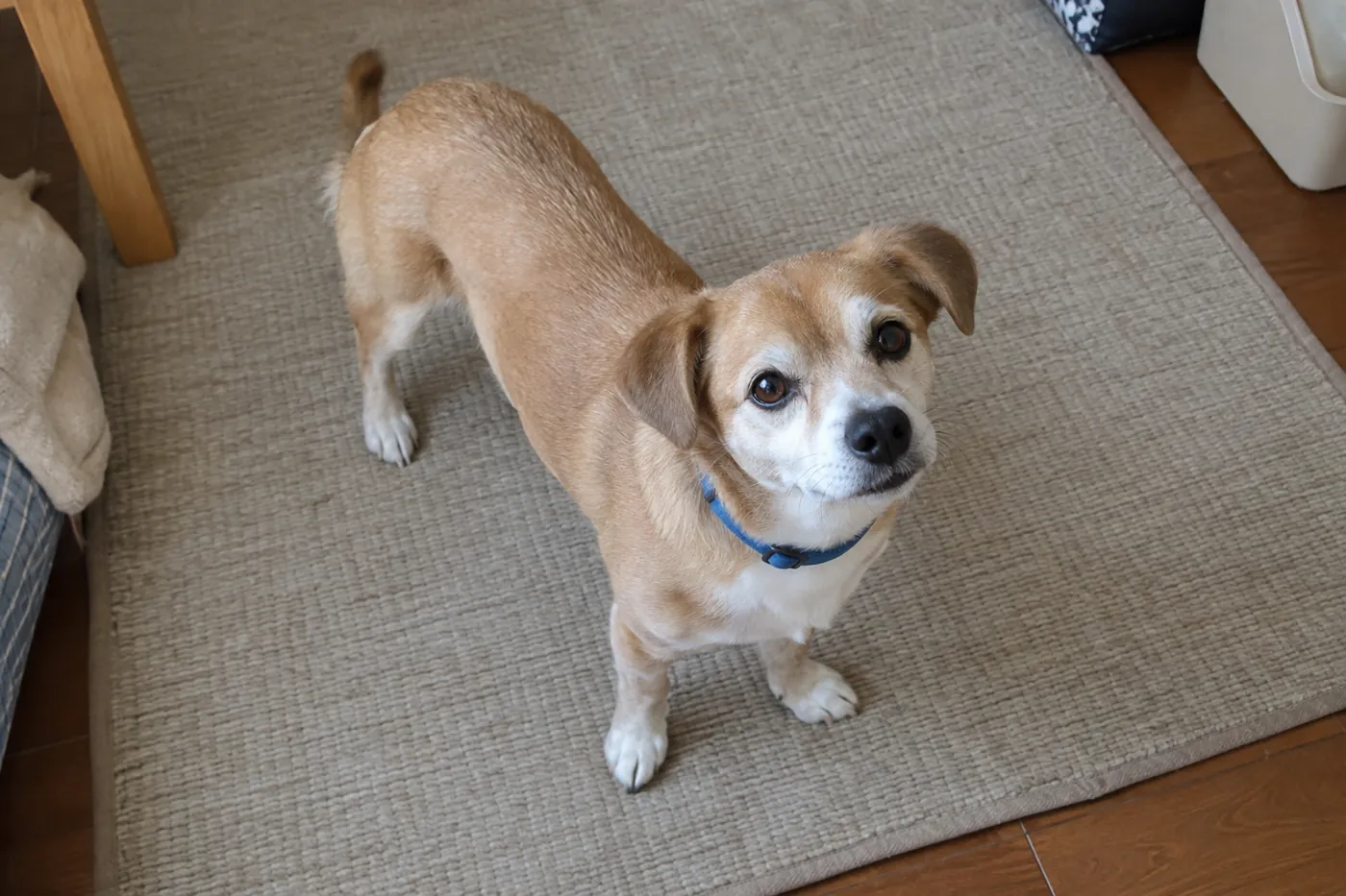 茶色の犬が自然に立っているところを上から見た体の輪郭