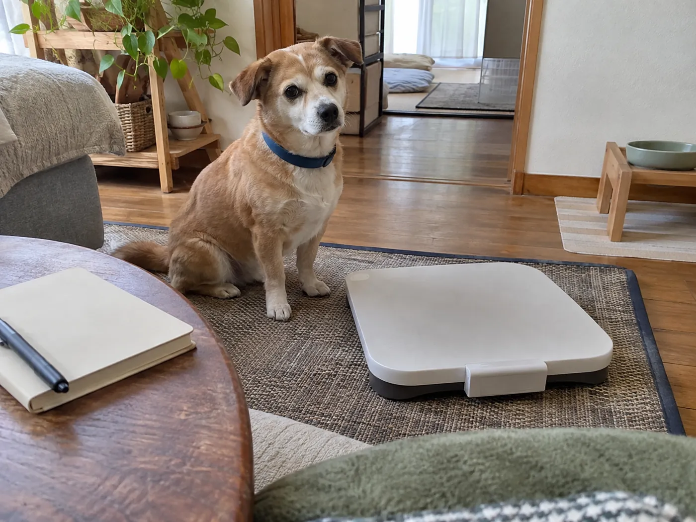 床置き体重計と閉じた記録用ノートのそばで待つ茶色の犬