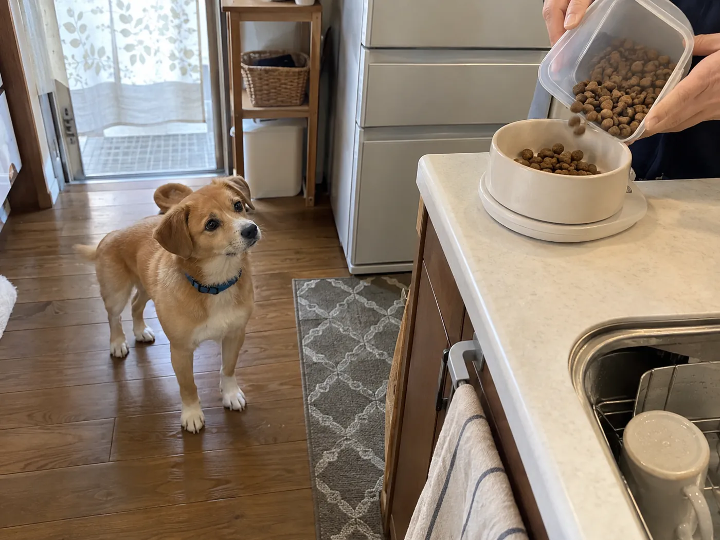 飼い主がキッチンスケールでフードを量り、茶色の犬がそばで待つ様子