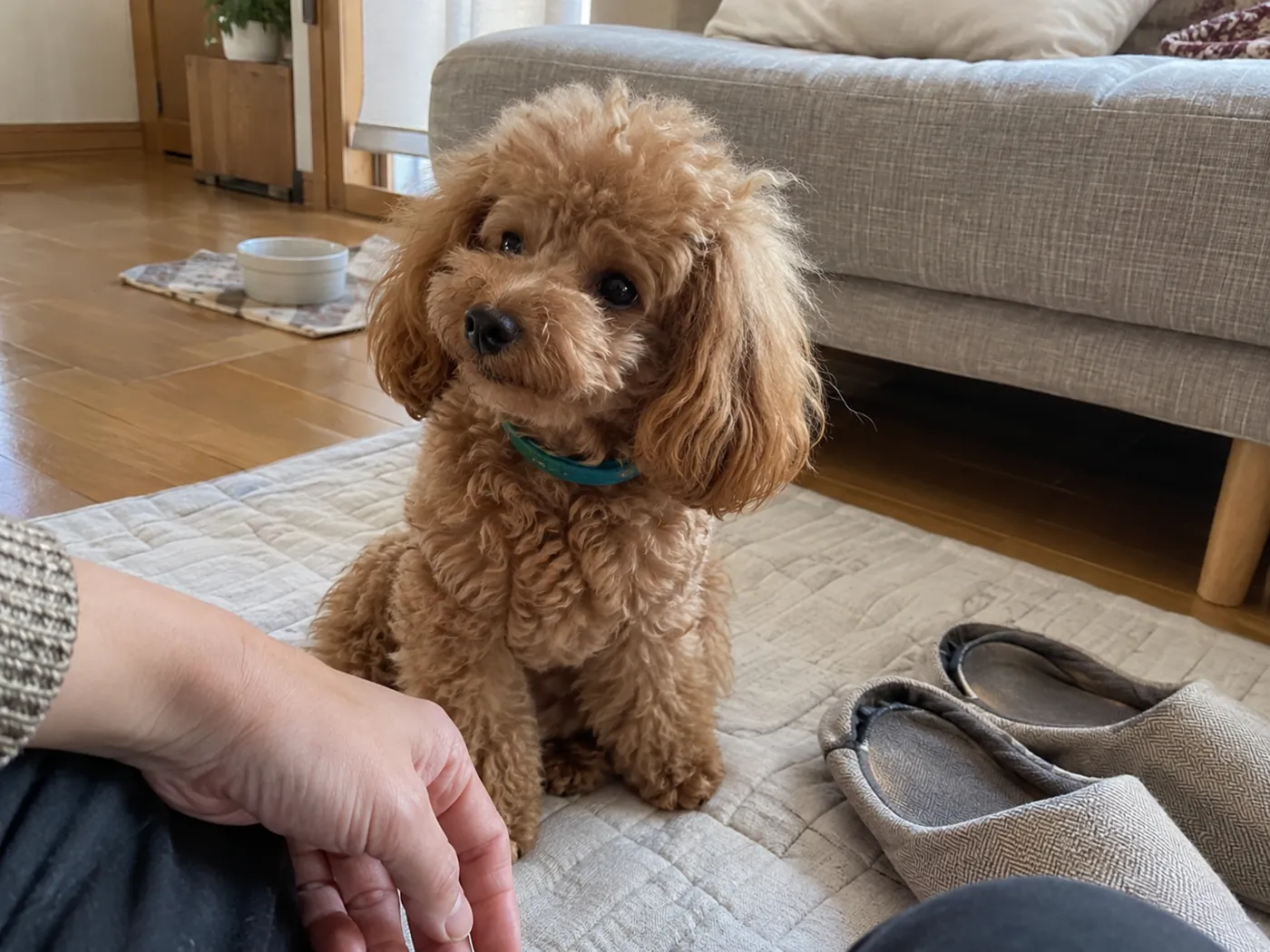 室内のマットで飼い主のそばに座る子犬
