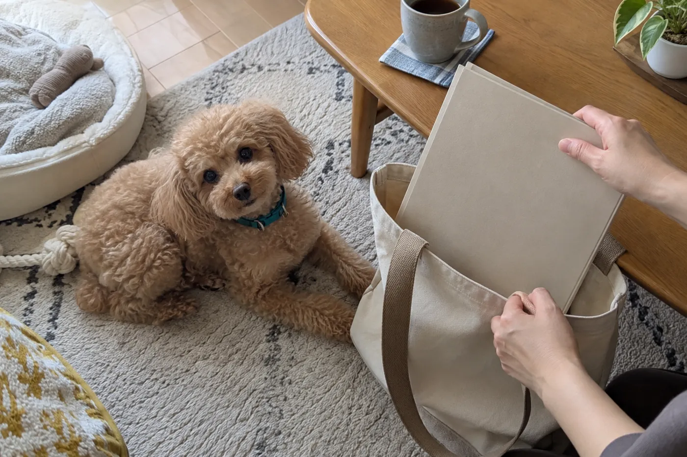 子犬のそばで書類を入れた無地のファイルを準備する飼い主の手元