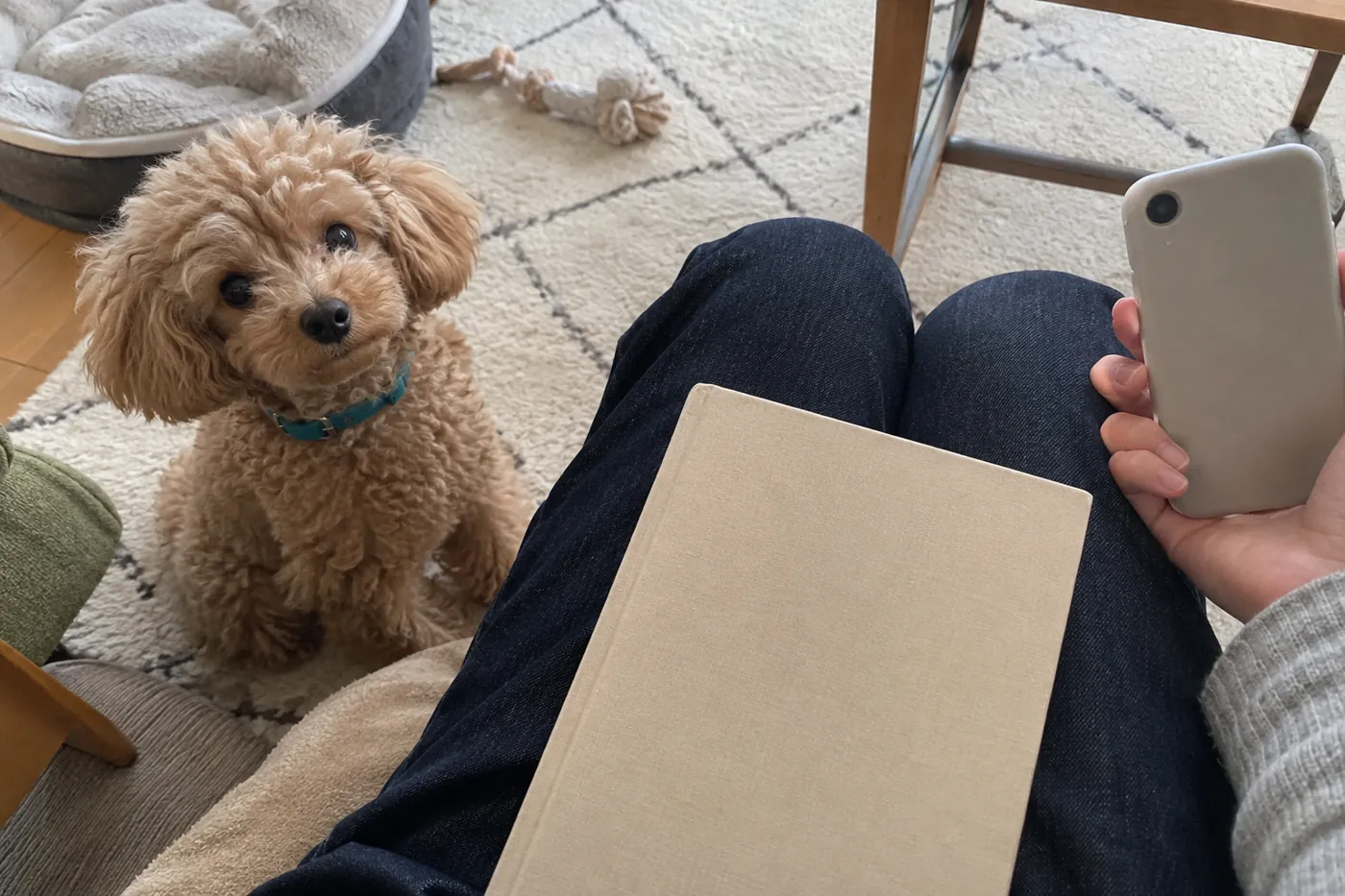 子犬の横でスマートフォンを持ち問い合わせの準備をする飼い主の手元