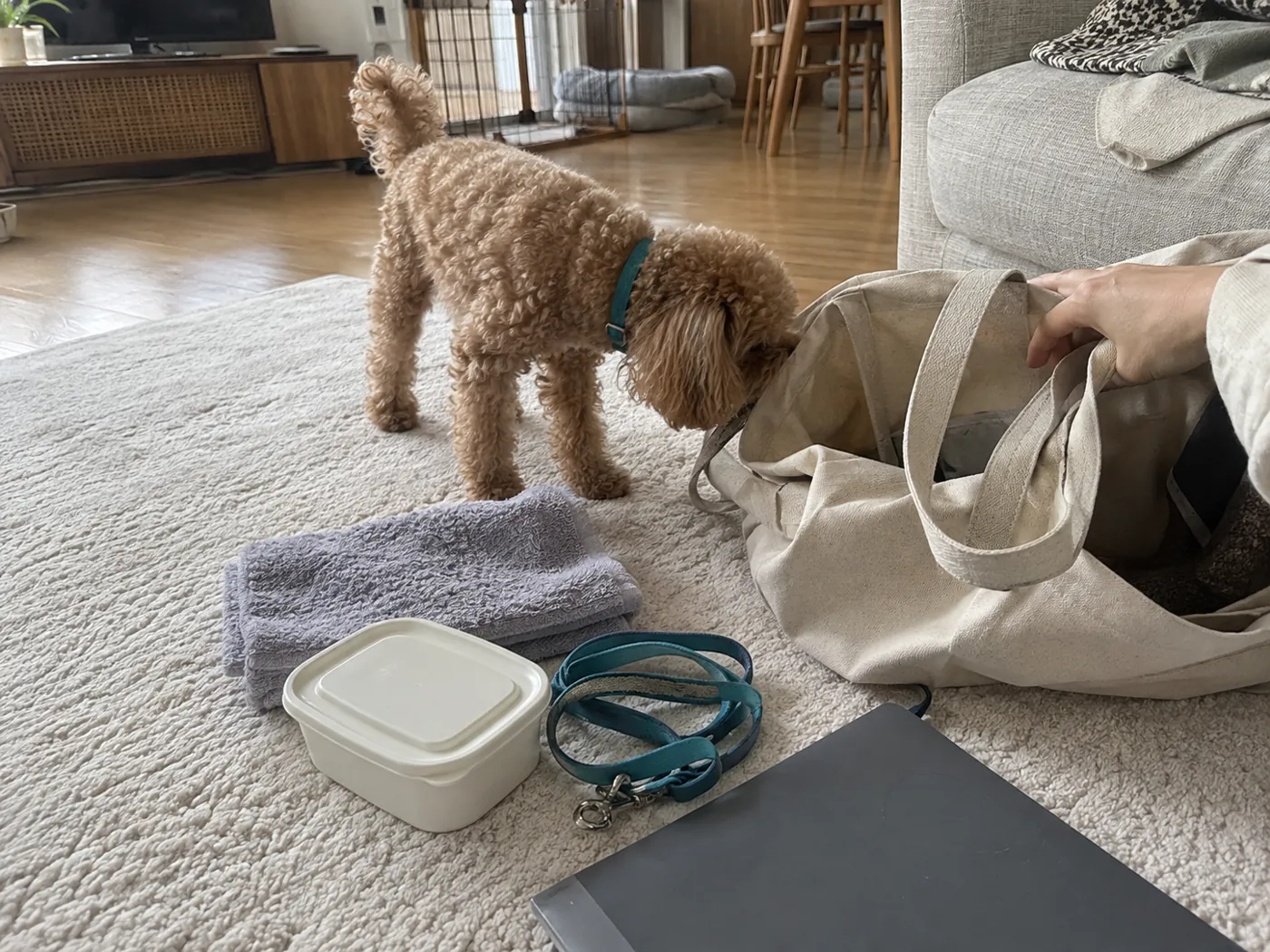子犬のそばにリードとフード容器とタオルをまとめた外出用バッグ