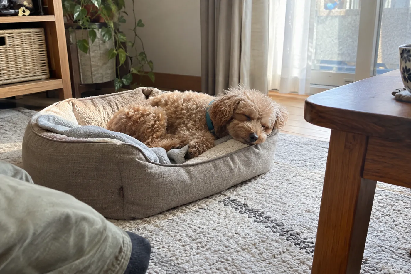 室内のベッドで静かに休む子犬を少し離れて見守る飼い主
