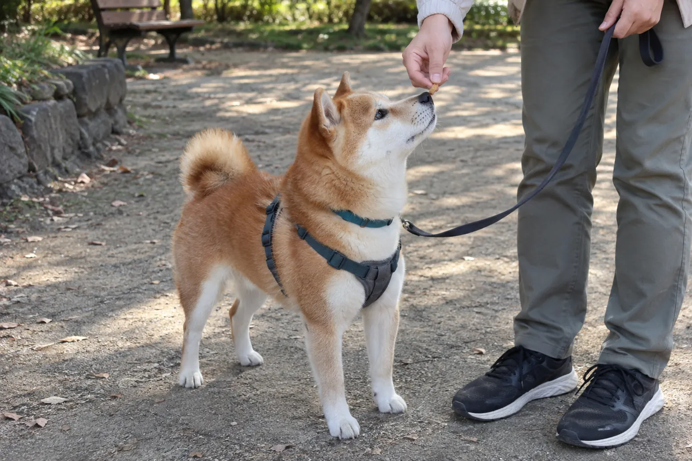 リードが緩んだ状態で飼い主の横にいる柴犬が小さなごほうびを受け取る様子