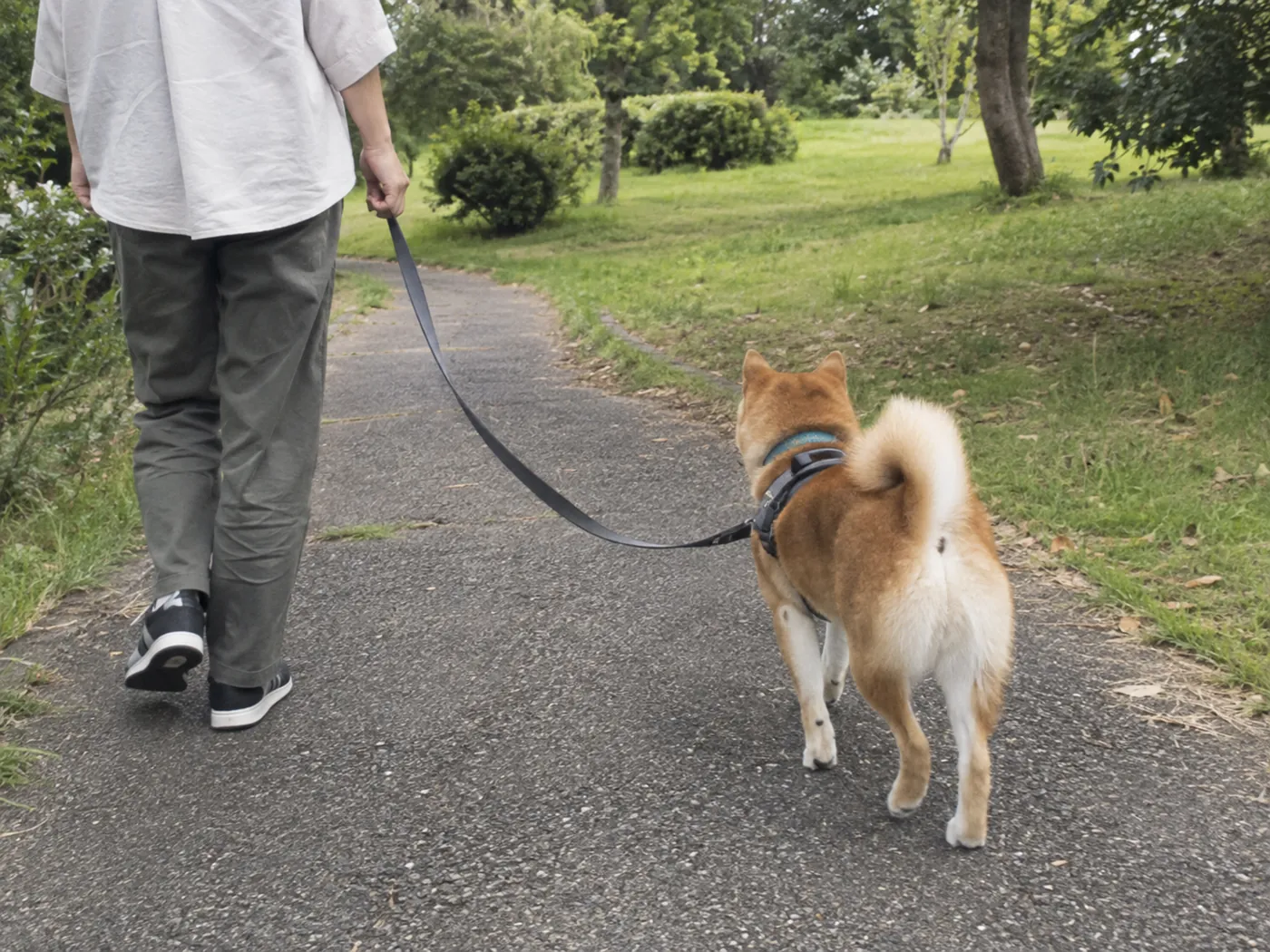 広い公園で飼い主と一緒に静かな方向へ歩く柴犬の後ろ姿