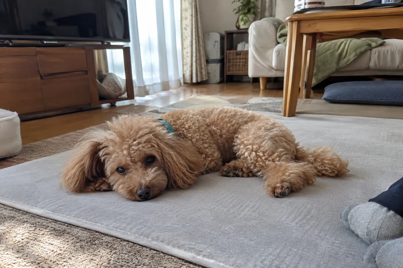 自宅のマットで体を横に崩して休む犬