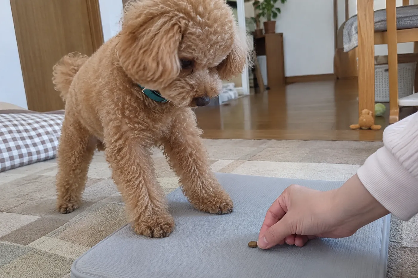 マットに前足を乗せた犬へ飼い主がごほうびを置く様子