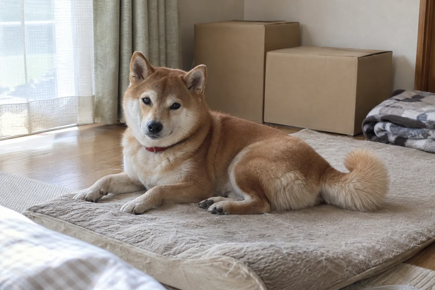 文字のない引っ越し箱が置かれた部屋でくつろぐ赤い首輪の柴犬