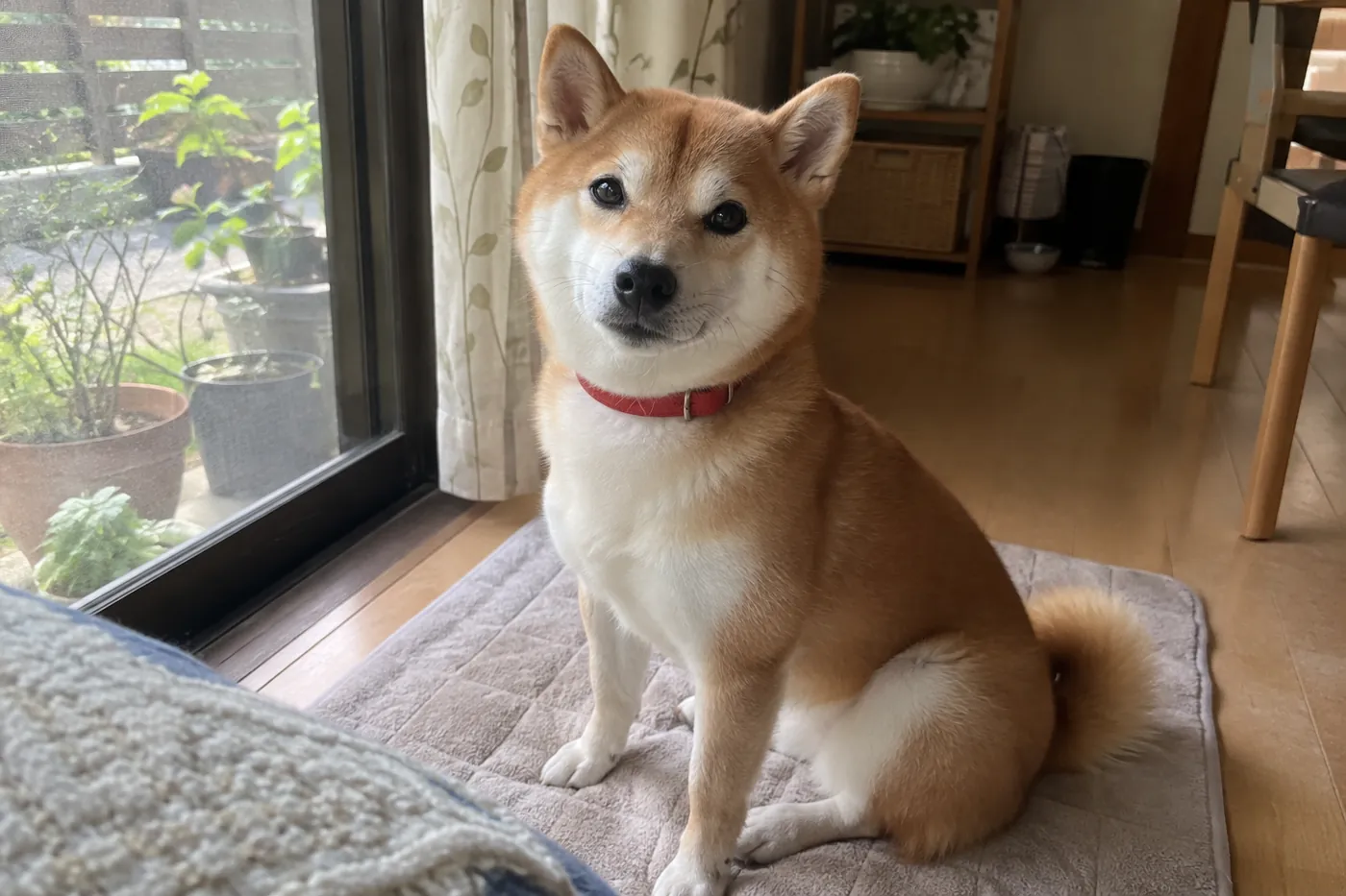 穏やかな日常の一場面として窓辺に座る赤い首輪の柴犬