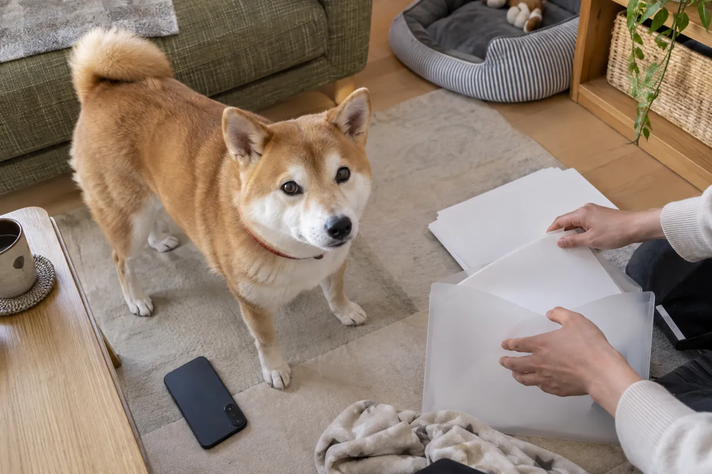 赤い首輪の柴犬のそばで飼い主が無地の書類フォルダーを整理する手元