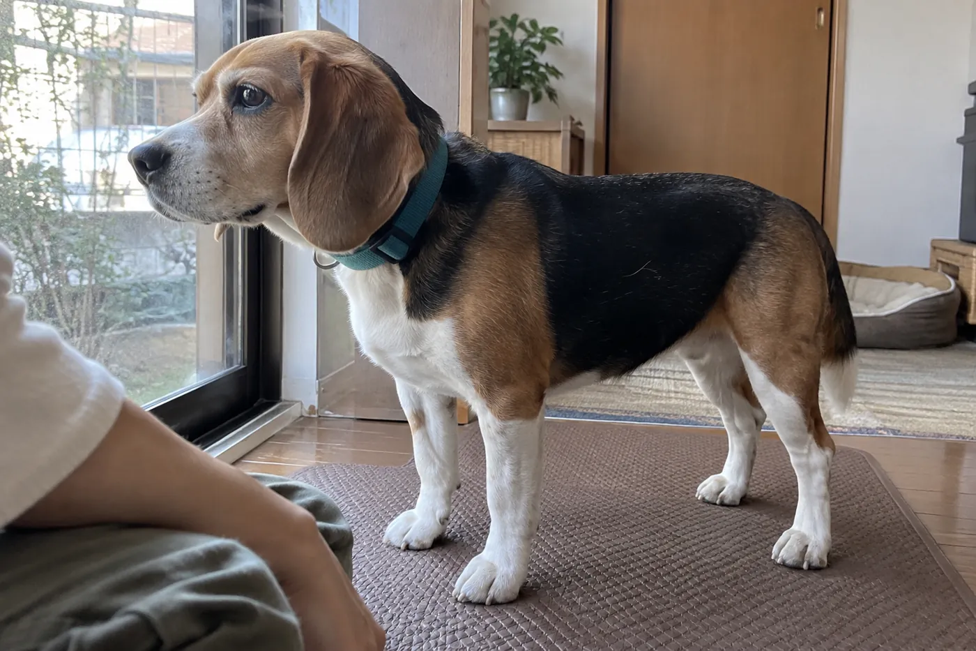 飼い主が床に立つ犬の足元を横から確認している様子