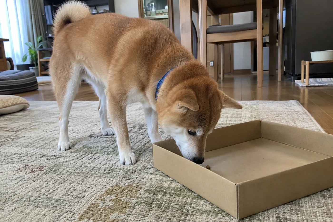 ふたのない浅い箱の内側にあるフードを探す柴犬