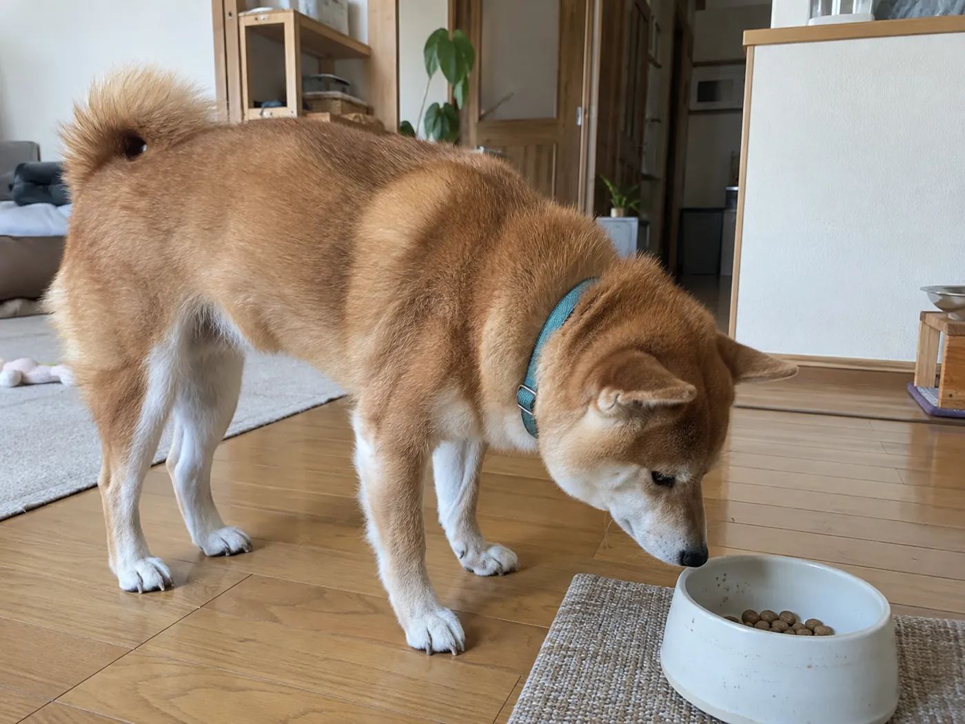 少量のフードが入った器に鼻を近づける赤毛の柴犬の横顔