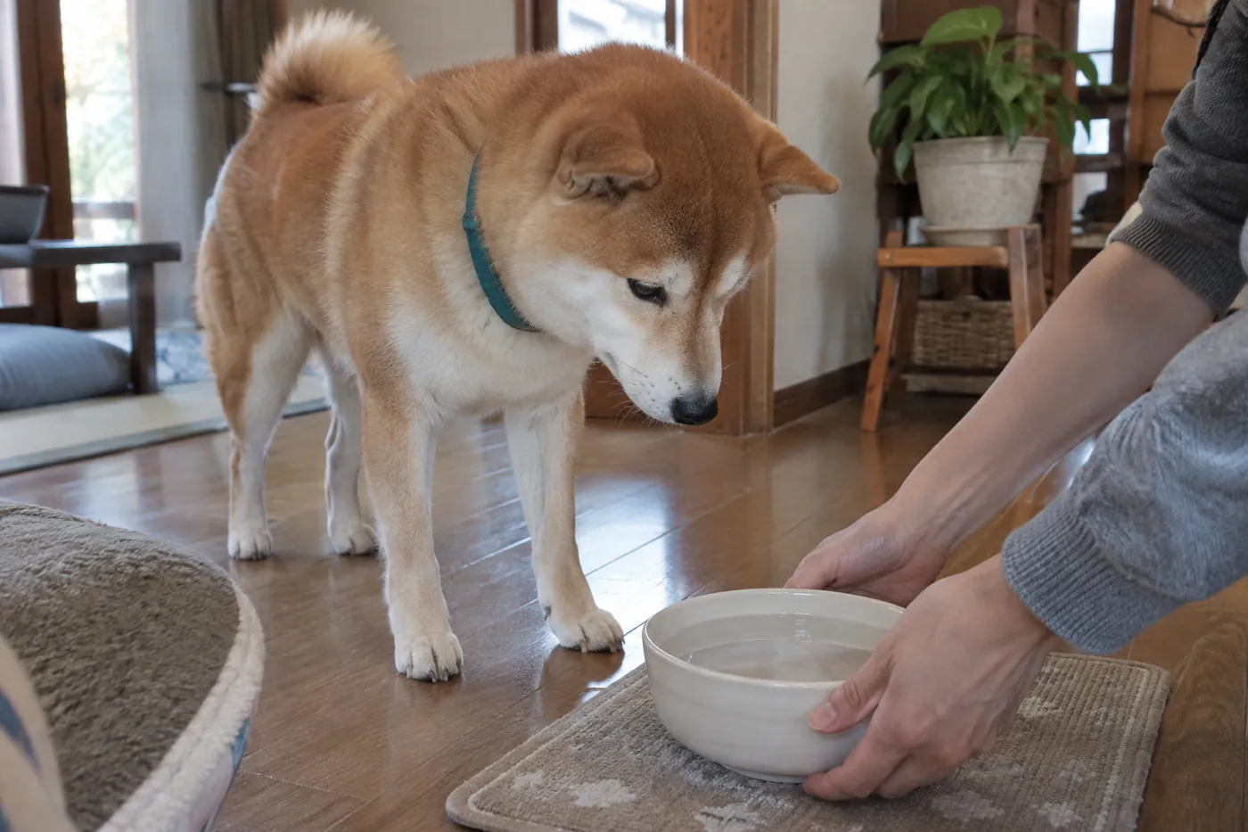 清潔な水の器を置く飼い主の手元と、そのそばにいる赤毛の柴犬