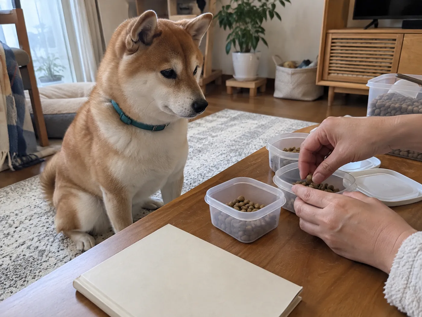 小分け容器とノートを用意する飼い主の手元を見ている赤毛の柴犬