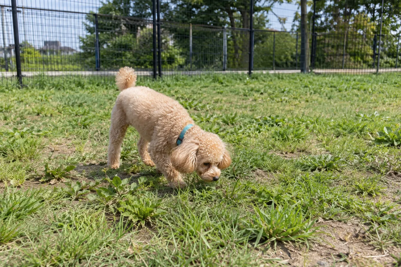 芝生のにおいを嗅ぎながらゆっくり歩く犬