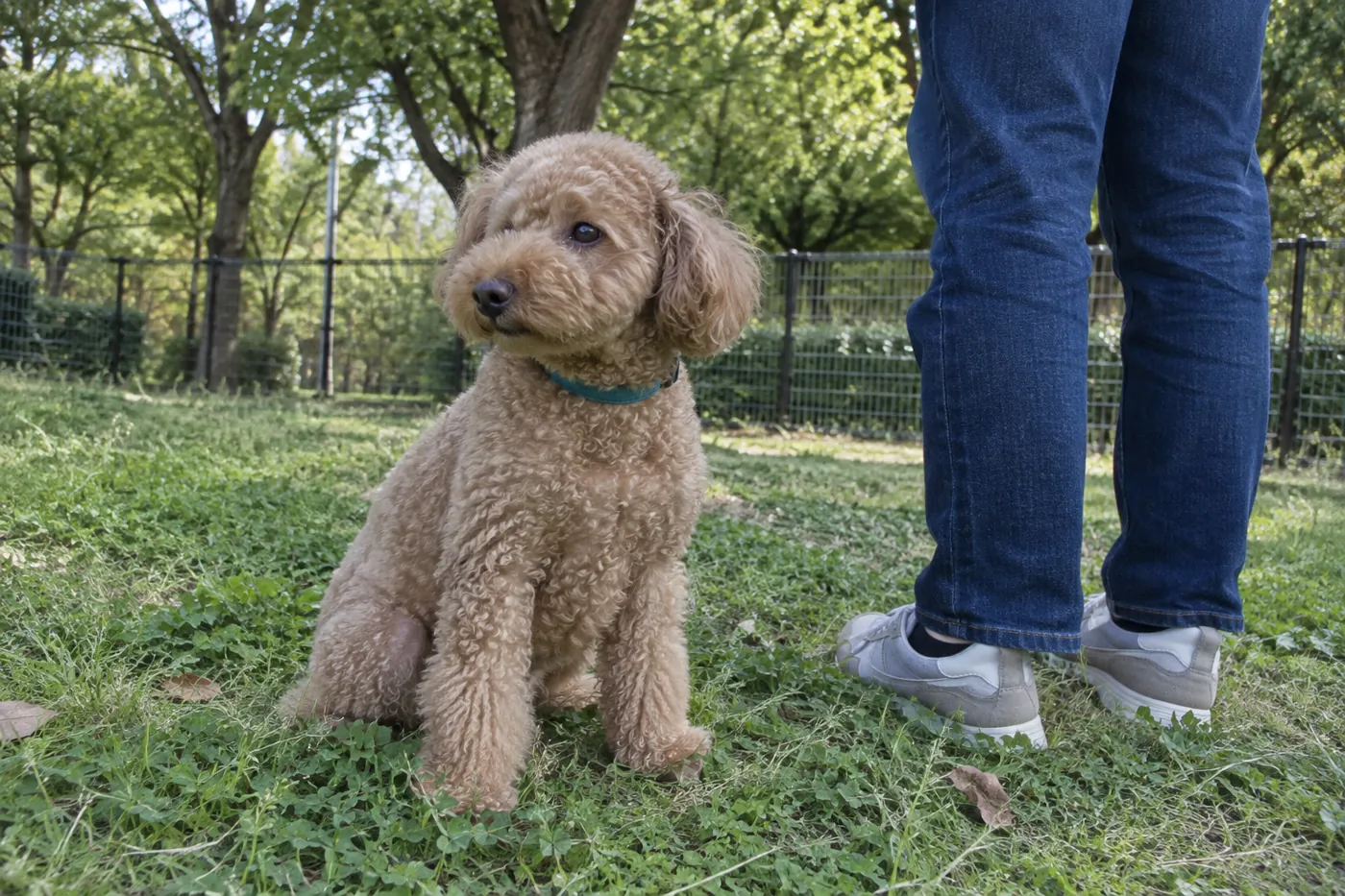 飼い主の足元で体の力を抜いて座る犬