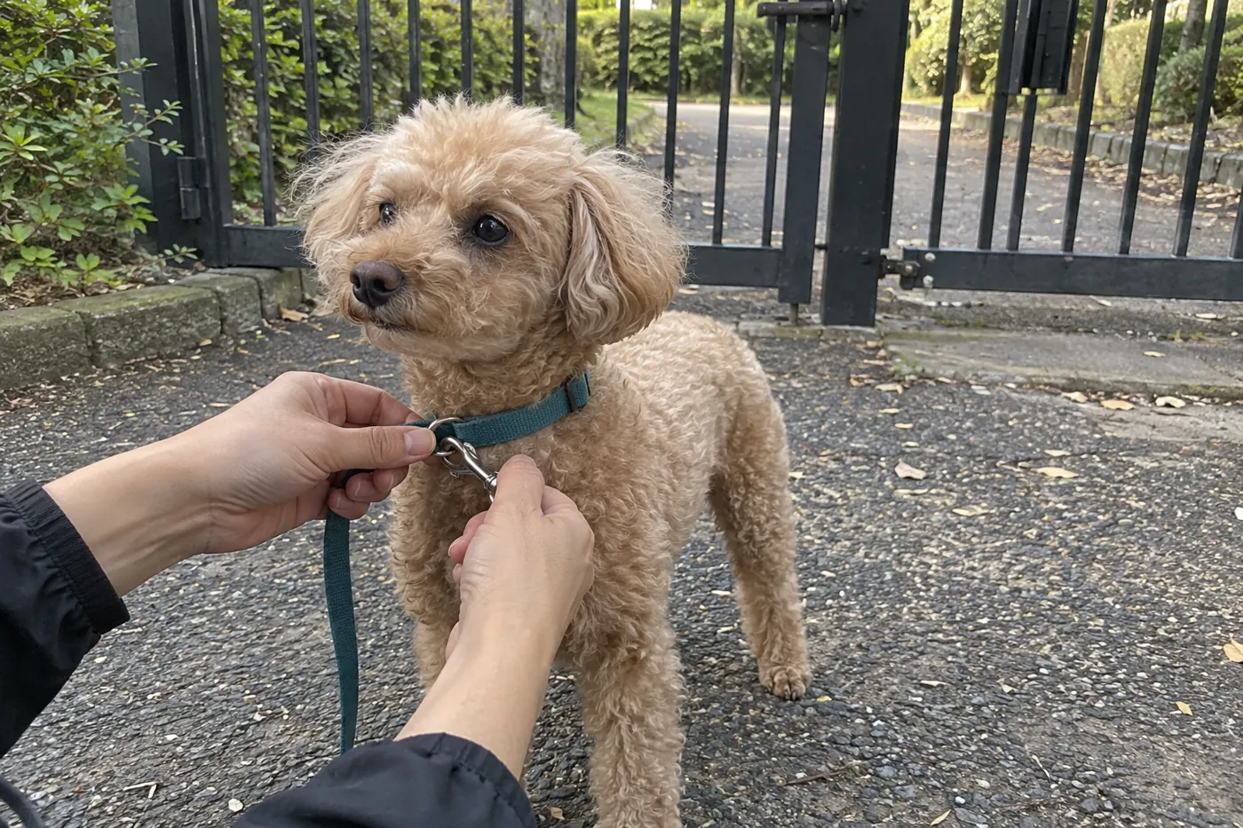 安全な場所でリードをつけてもらい帰る準備をする犬