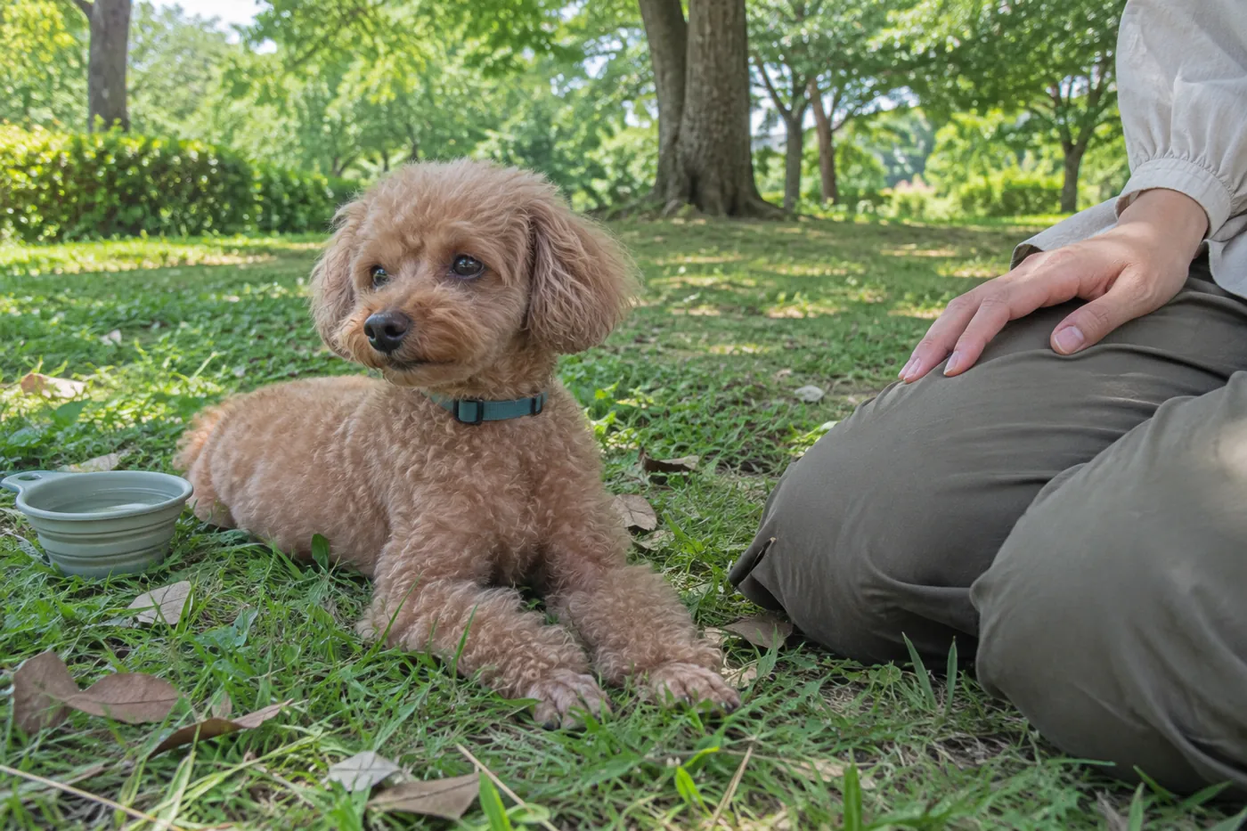 静かな木陰で休む犬の様子をそばで見守る場面