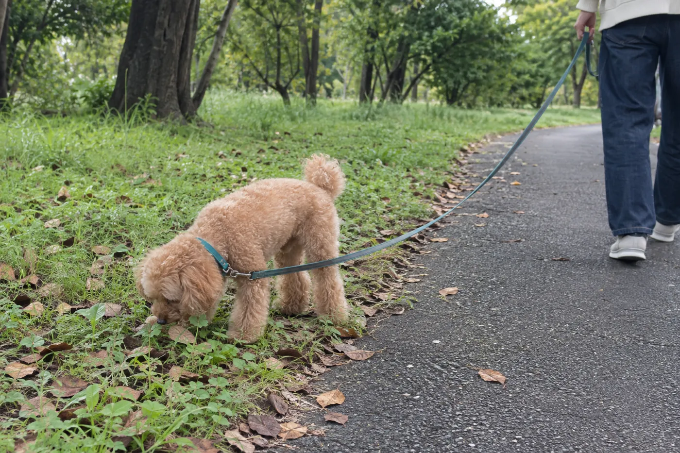 静かな公園でリードをつけてにおいを嗅ぐ犬