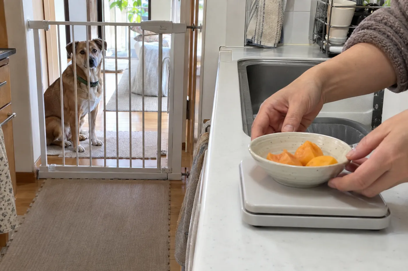 犬から離れた作業台で柿の果肉をキッチンスケールに載せる飼い主の手元