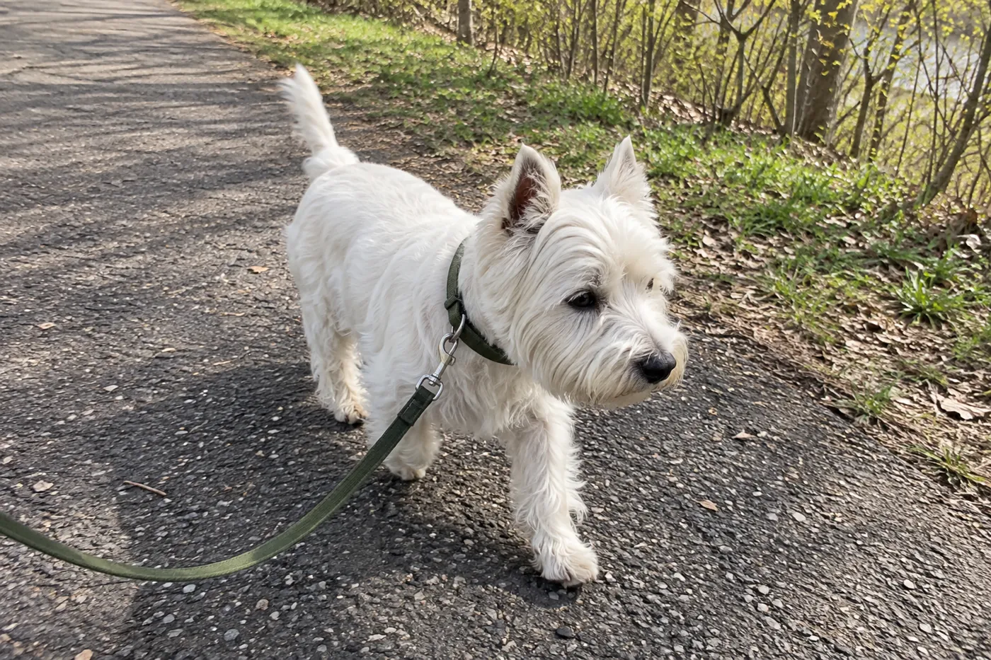 春先の公園の舗装路をリードをつけて歩く犬