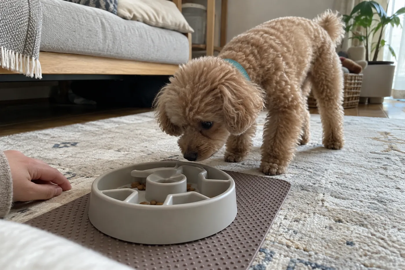 開いた知育玩具のフードを確かめる犬