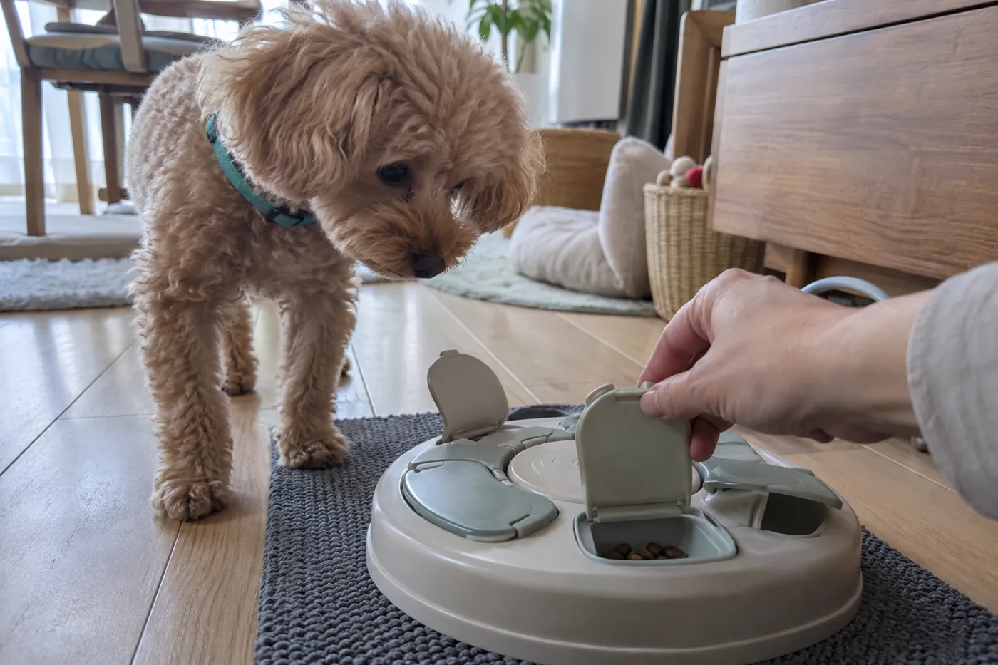 飼い主が知育玩具のふたを開けて見せる様子