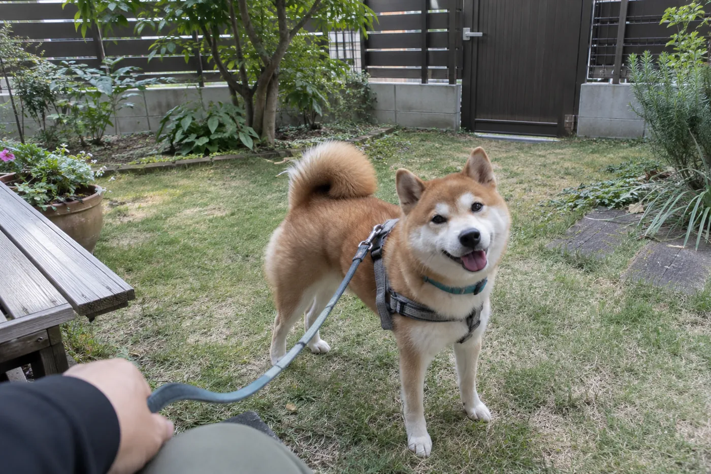 閉じたフェンスに囲まれた静かな庭で、ハーネスとリードを着けて飼い主を見る犬