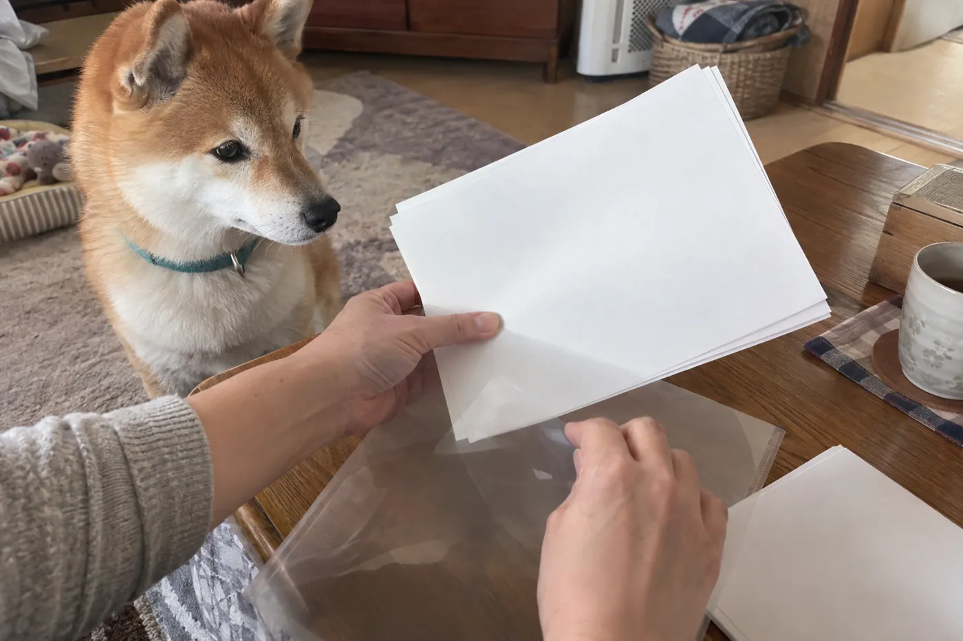 犬が見守る横で飼い主が書類を透明なケースに入れる手元