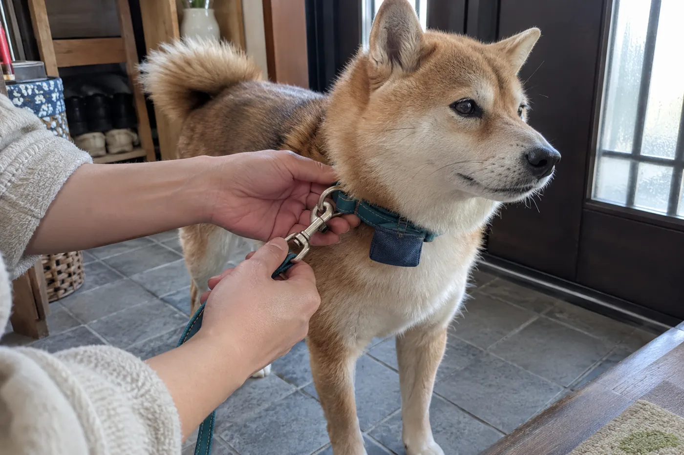 玄関で飼い主が犬の首輪とリードの接続部分を確認する手元
