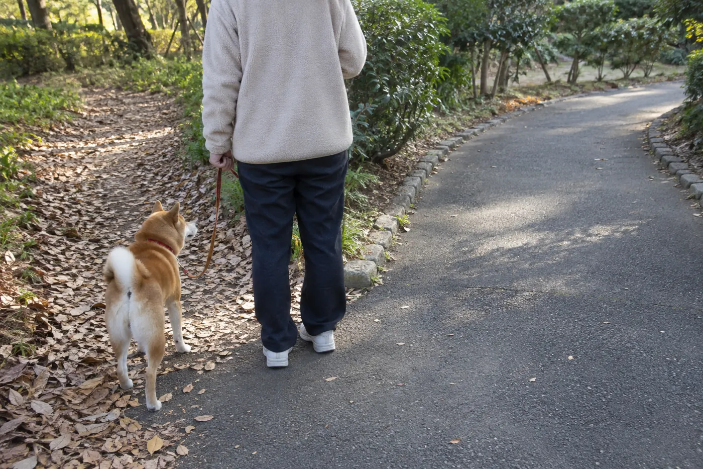飼い主が道の先を確認している間、リードをつけて待つ柴犬