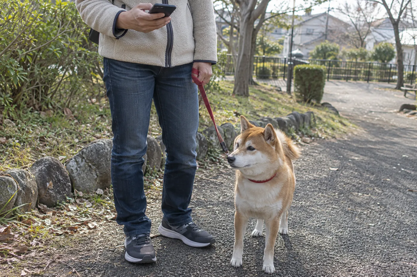 安全な場所で犬をそばに待たせ、スマートフォンを持つ飼い主の手元