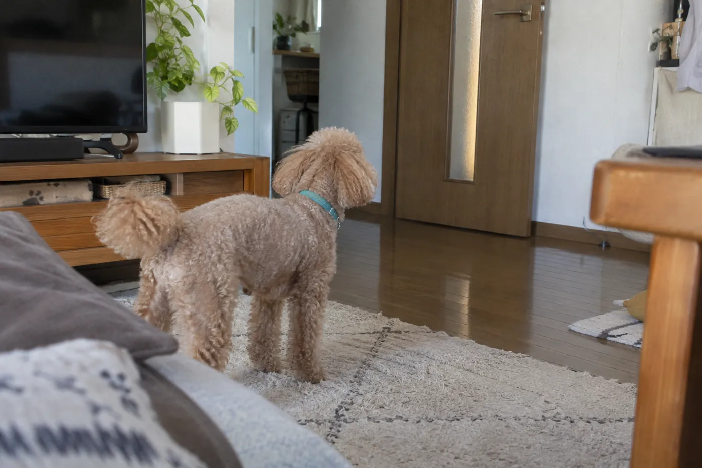 自宅のリビングから玄関の方向を見ている茶色の犬