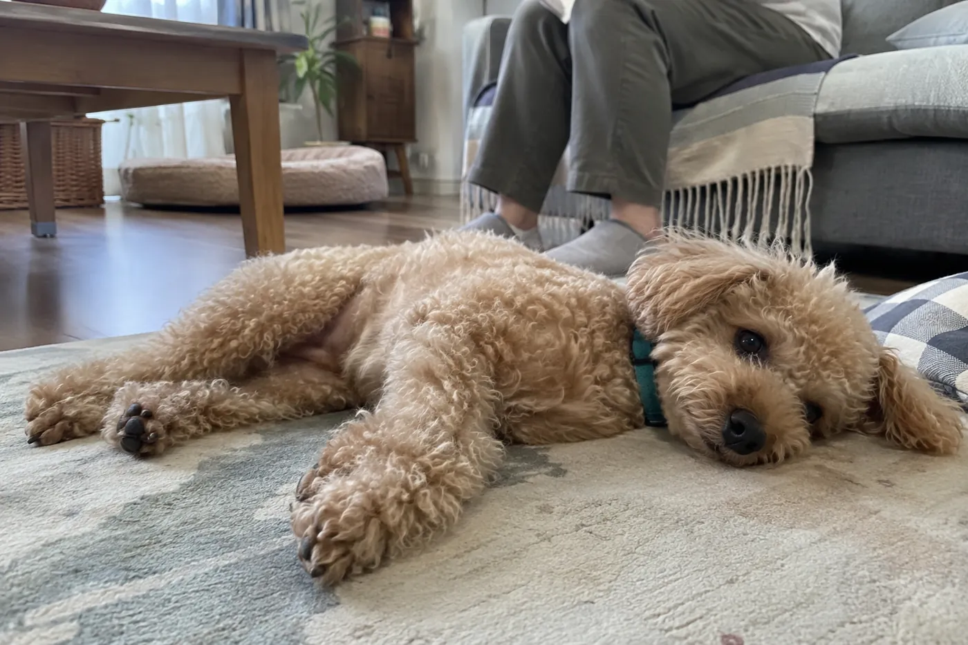 家族が同じ部屋で見守るなか、マットでくつろぐ茶色の犬