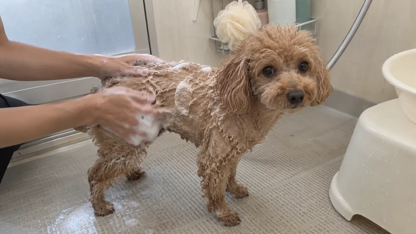 滑り止めの上に立つ犬の背中を飼い主の手がやさしく洗っている様子
