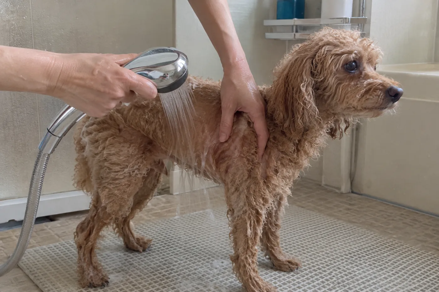 犬の脇の被毛を手で分けながら弱い水流ですすいでいる様子