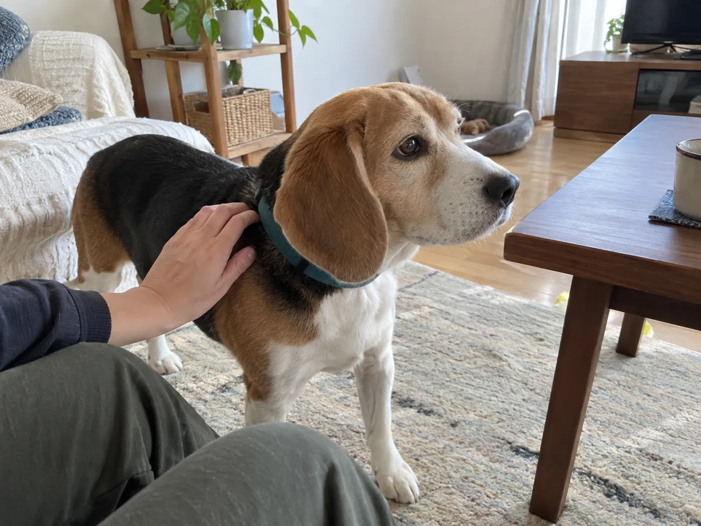 自分から寄ってきた犬の肩を、飼い主の手がそっとなでる様子