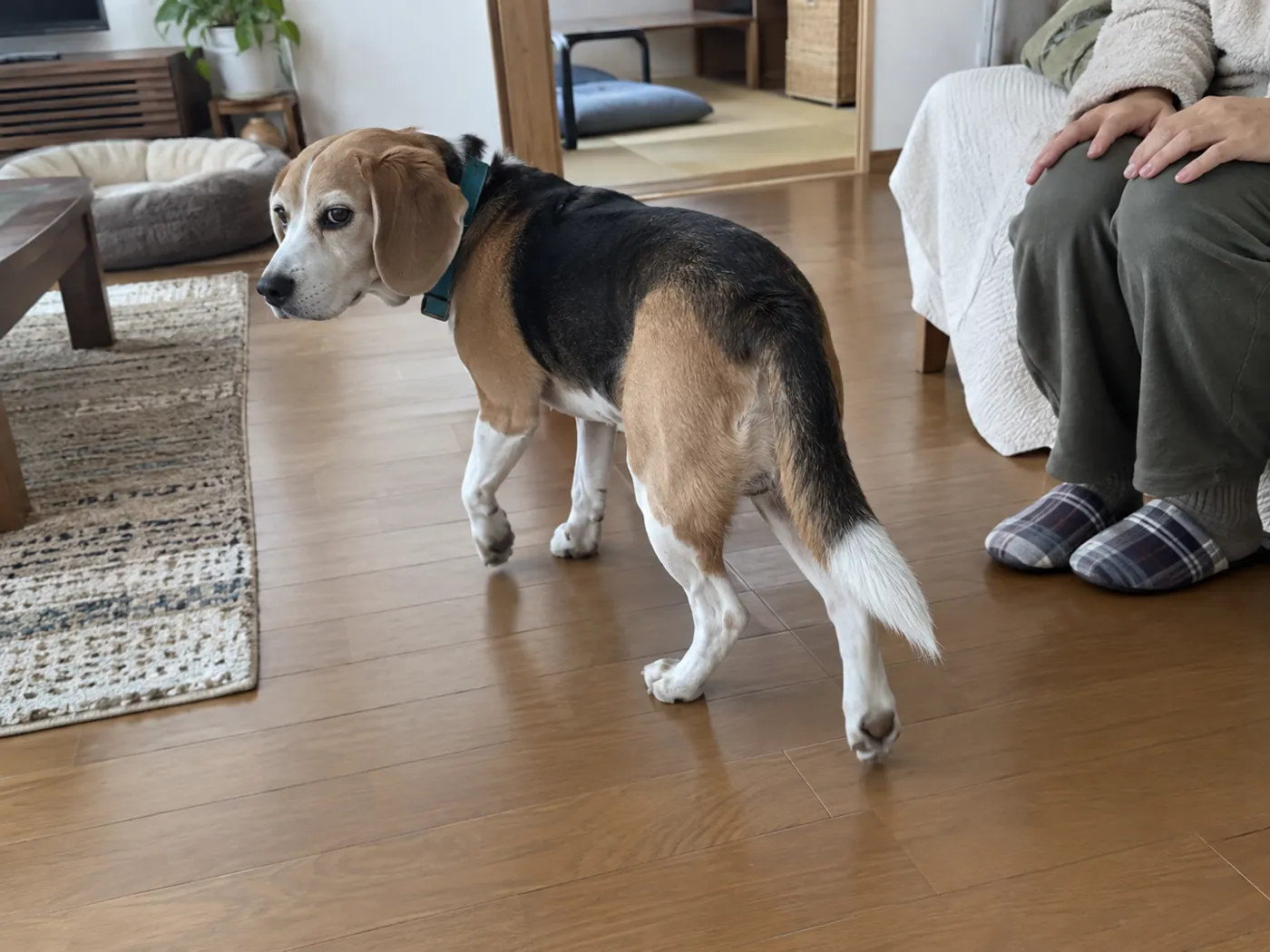 犬が体を背けて歩き出し、飼い主が手を膝に戻している様子