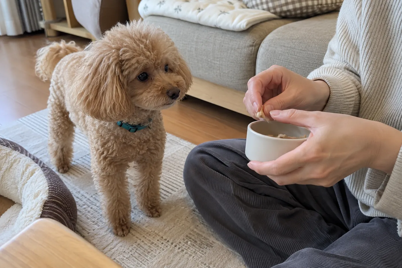 犬の近くで小さなごほうびを準備している飼い主の手元