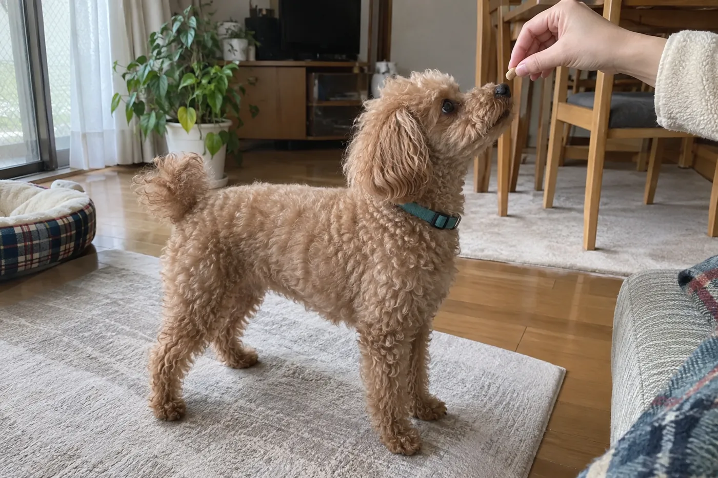 立っている犬の鼻先に小さなごほうびを近づける飼い主の手
