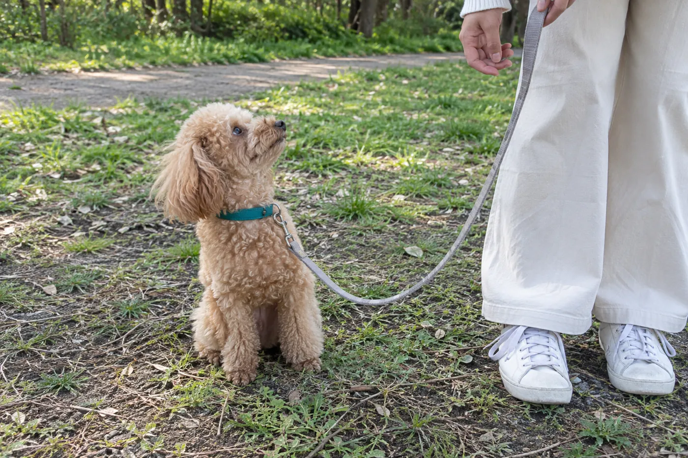 人の少ない公園でリードをつけ、そばの飼い主に注意を向ける犬