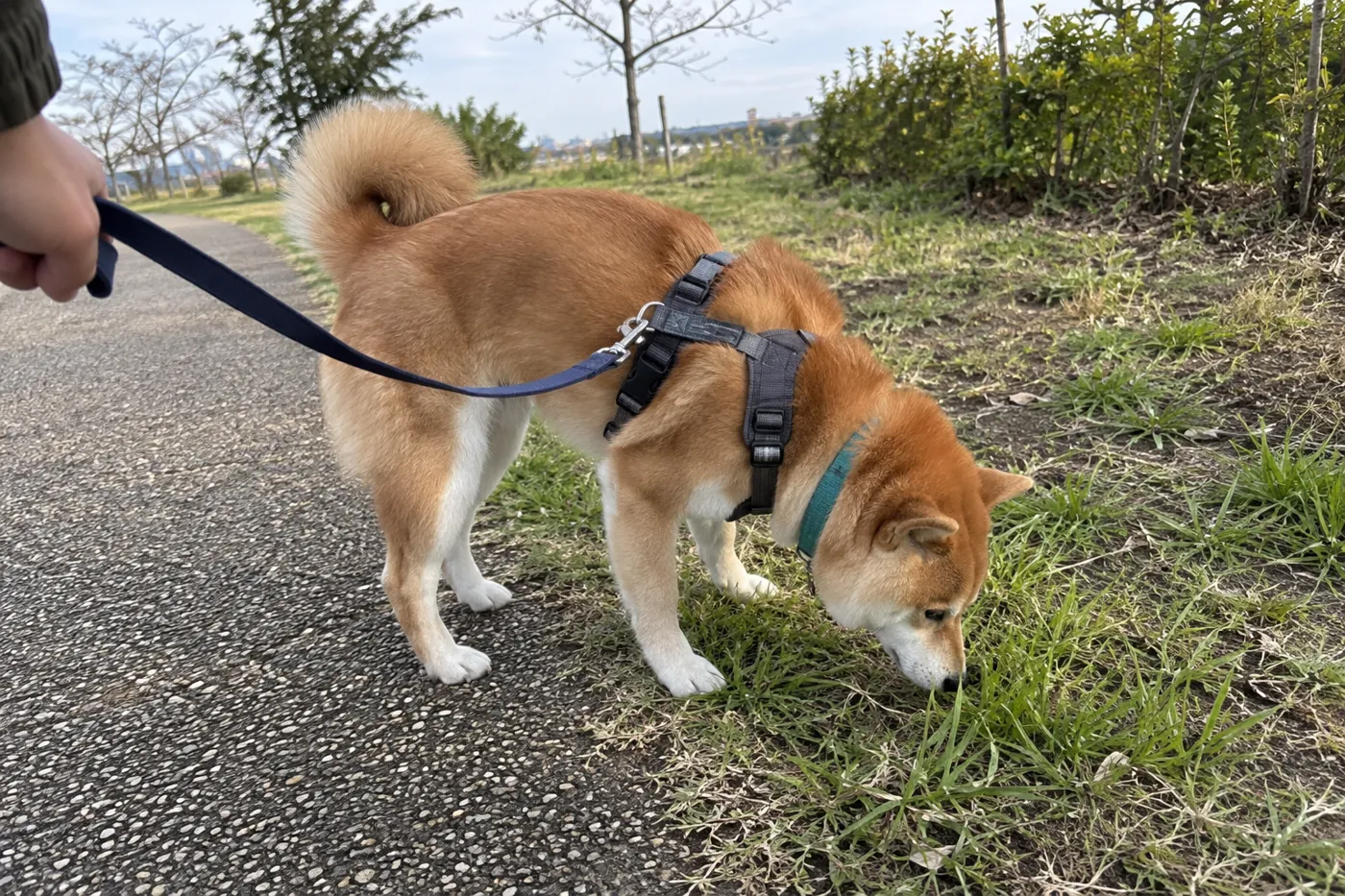 公園の園路脇で地面のにおいを嗅ぐ赤毛の柴犬