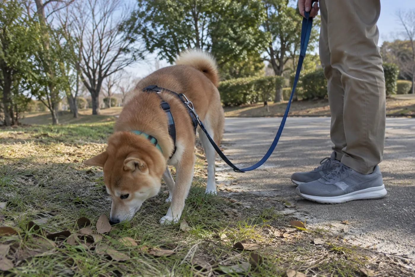 たるみのあるリードを持ち、においを嗅ぐ柴犬を待つ飼い主の足元