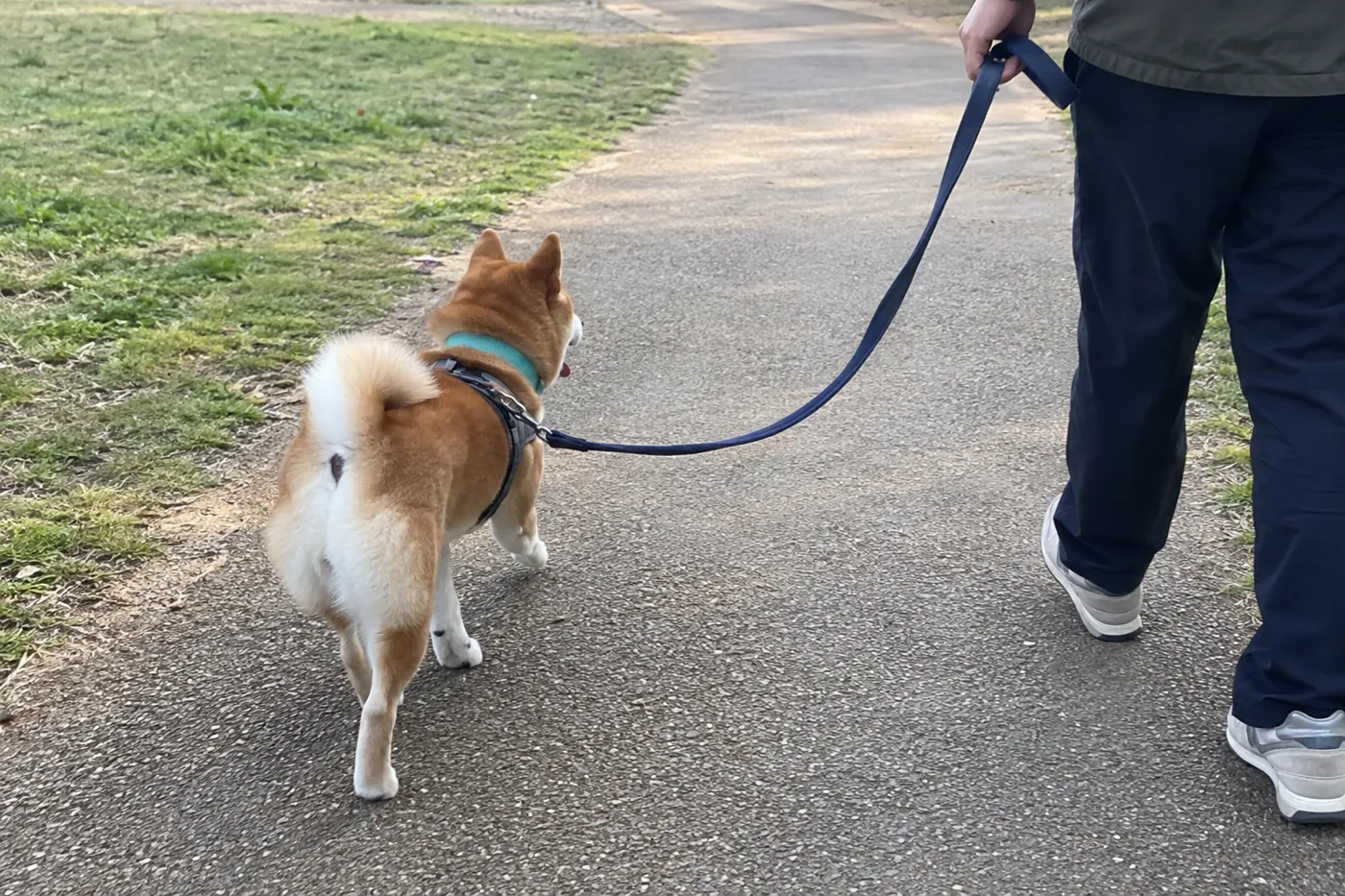 見通しのよい園路をリード付きで飼い主と歩く柴犬