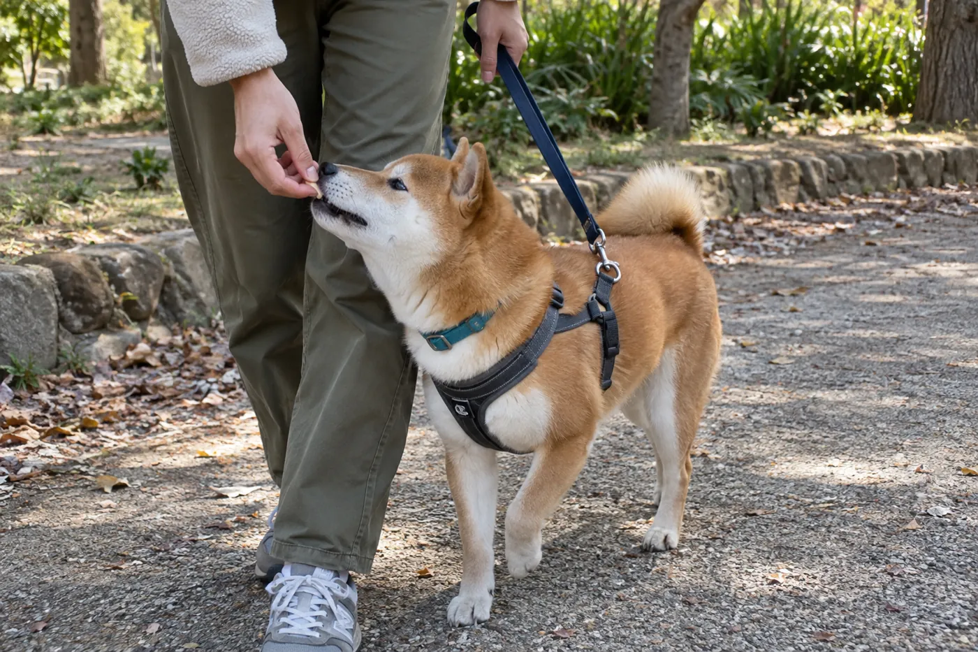 飼い主と歩き出した柴犬が、手から小さなごほうびを受け取る様子