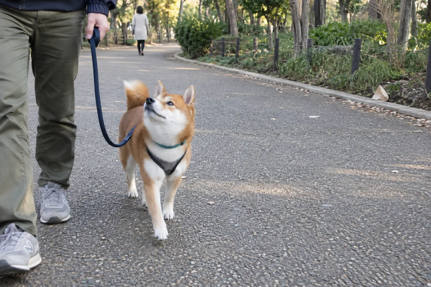 落ちている物から距離を取り、清潔な園路へ柴犬を案内する飼い主