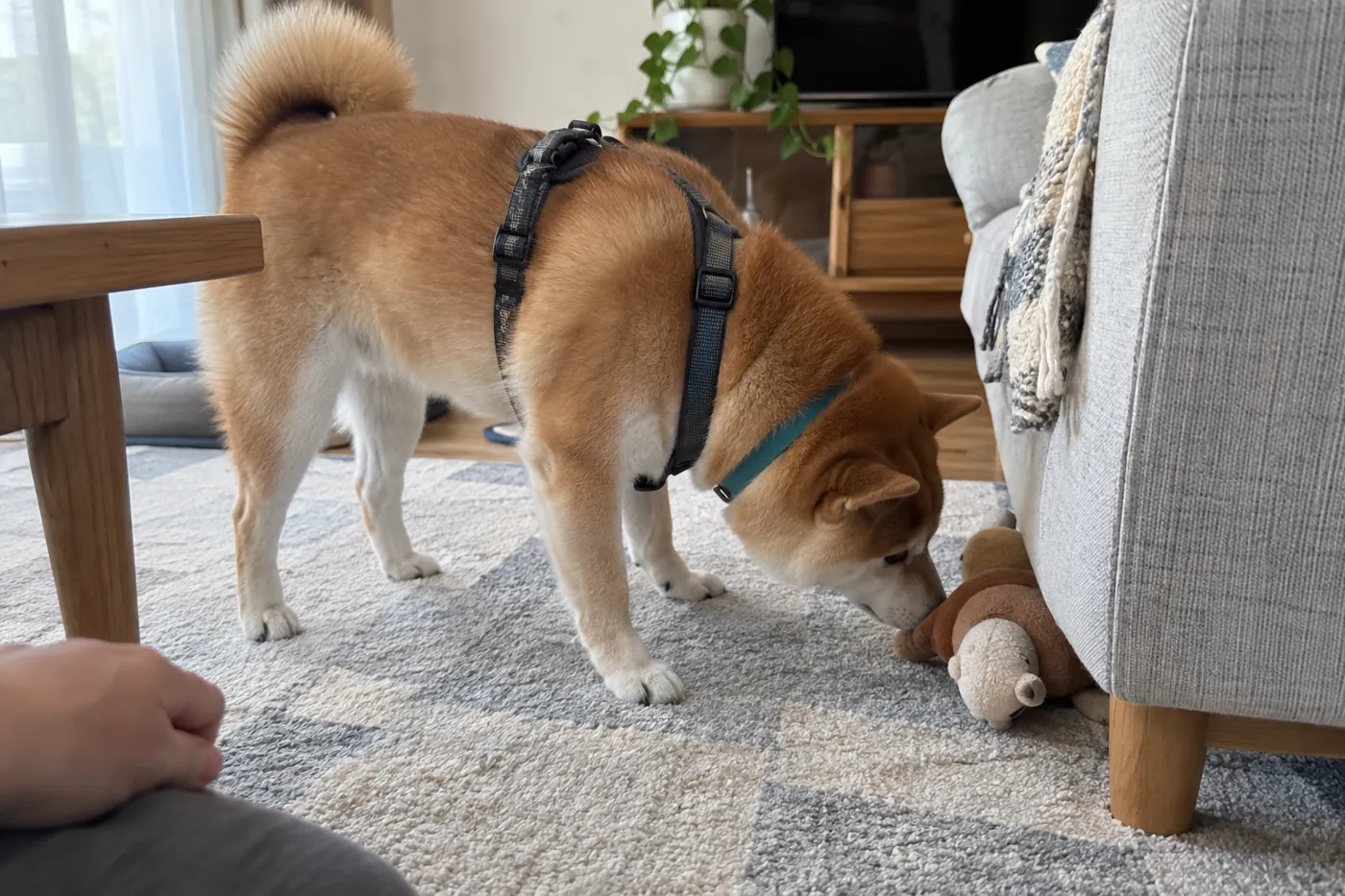 室内で飼い主が置いた布のおもちゃを鼻で探す柴犬
